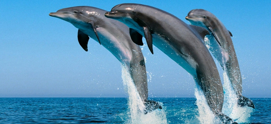 澳大利亞、新西蘭澳妙無瓊11日