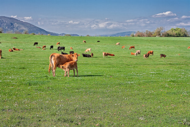 (人氣草原、5A響沙灣、歡樂牧場、內(nèi)蒙古博物院、夢幻水世界)雙飛5日親子游