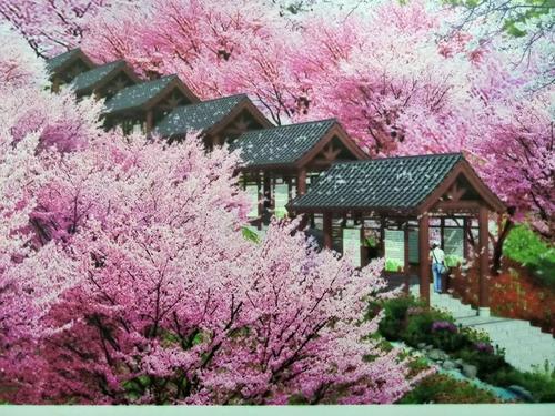 長(zhǎng)沙潯龍河櫻花谷、田漢文化園一日游
